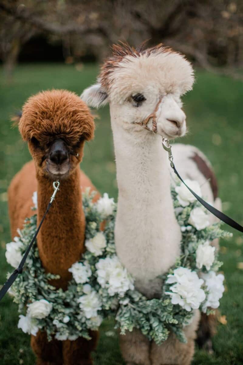 Alpaca Kisses and Sweetheart Wishes The Meadow Barn at Country Orchard